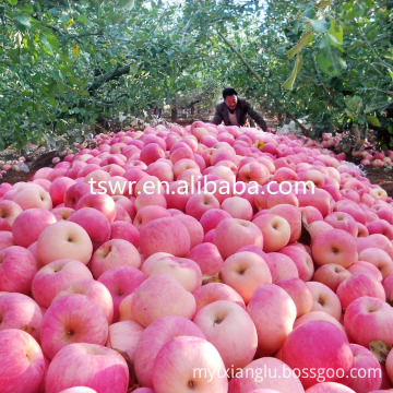 bulk fresh and red huaniu apple in stock